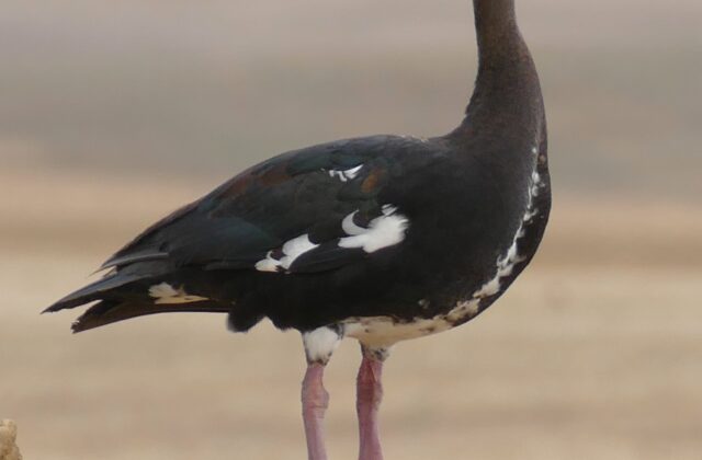 Spur-winged Goose