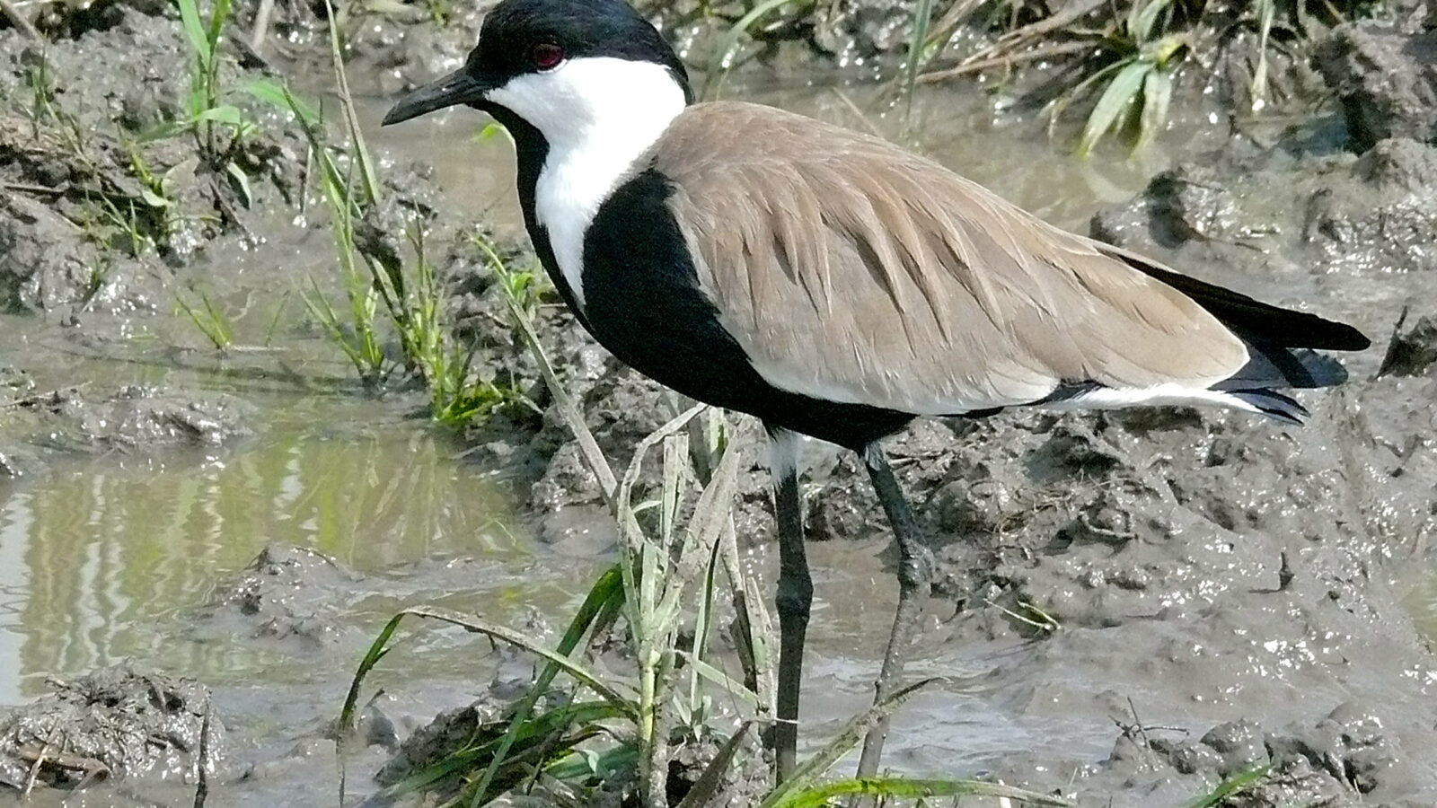 Spur-winged Lapwing