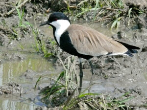 Spur-winged Lapwing