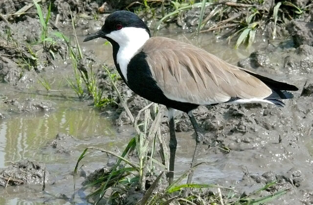 Spur-winged Lapwing