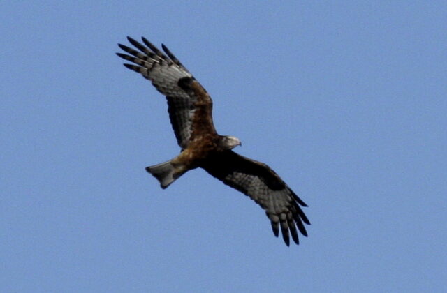 Square-tailed Kite