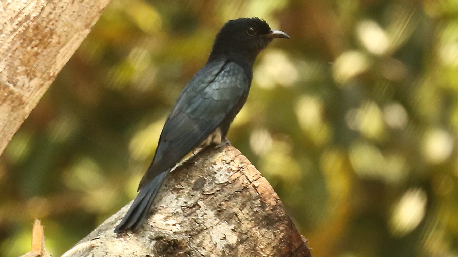 Square-tailed Drongo-Cuckoo