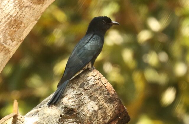 Square-tailed Drongo-Cuckoo