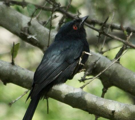 Square-tailed Drongo
