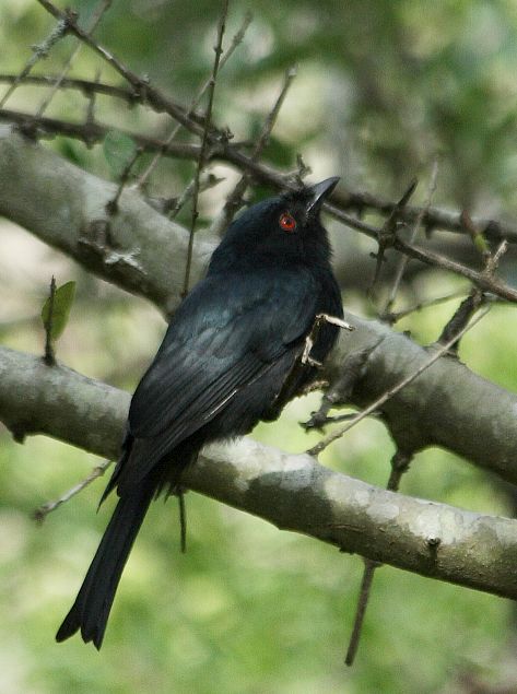 Square-tailed Drongo
