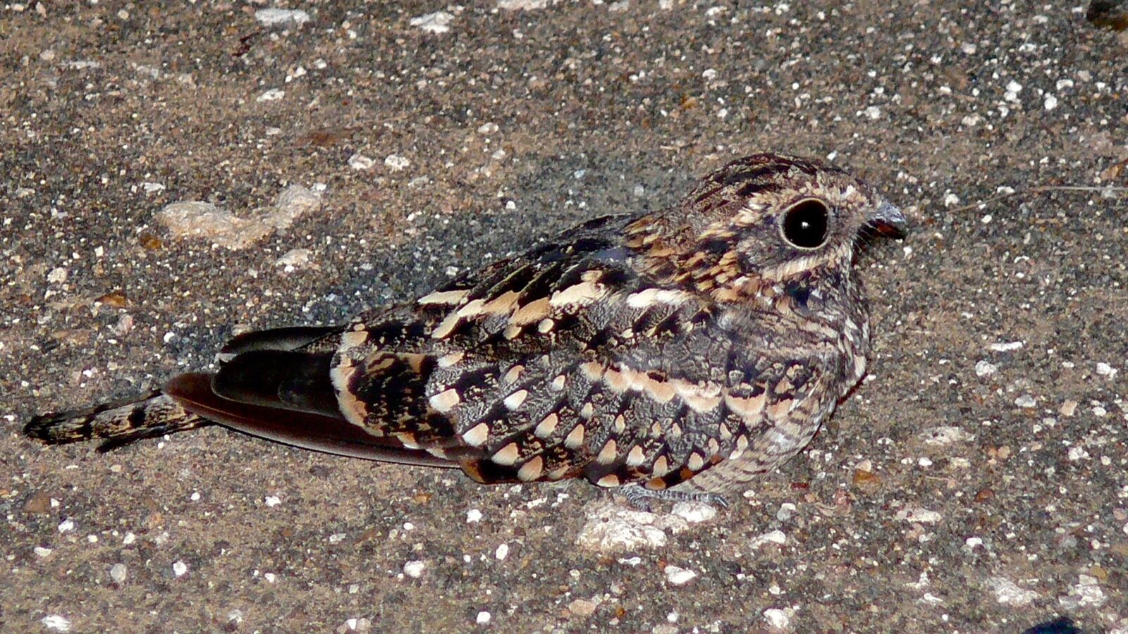Square-tailed Nightjar