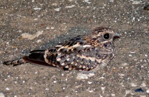 Square-tailed Nightjar