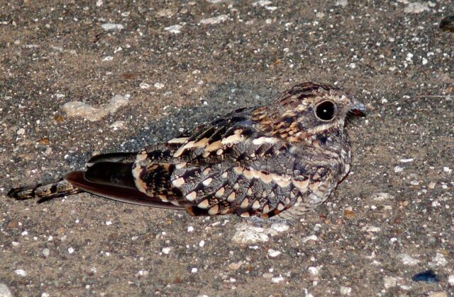 Square-tailed Nightjar