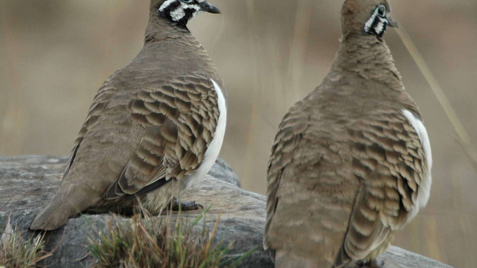 Squatter Pigeon