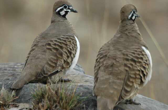 Squatter Pigeon