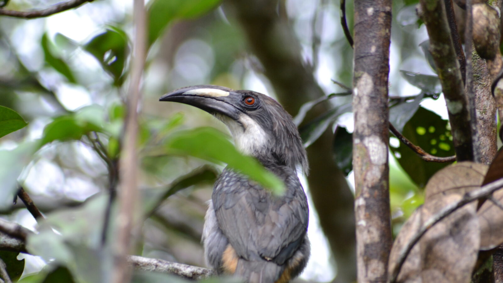 Sri Lanka Grey Hornbill