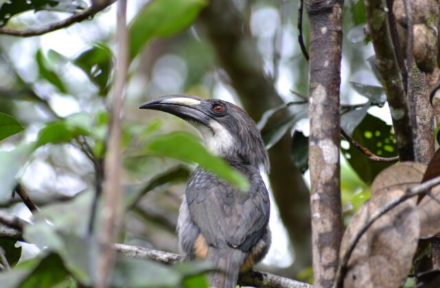 Sri Lanka Grey Hornbill