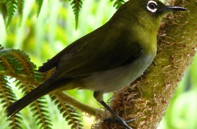 Sri Lanka White-eye