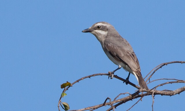 Sri Lanka Woodshrike