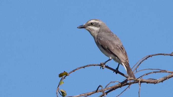 Sri Lanka Woodshrike
