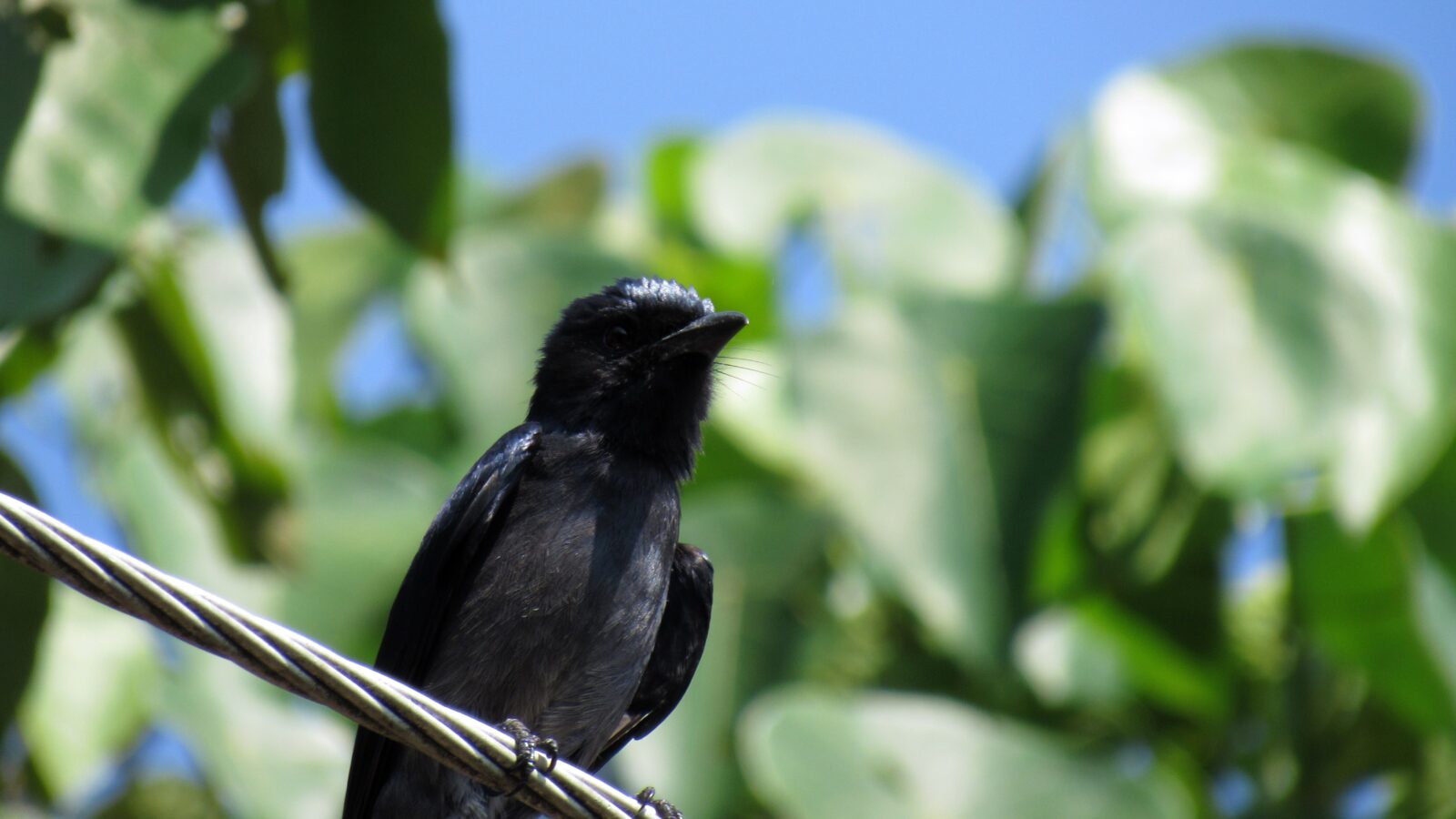 Sri Lanka Drongo
