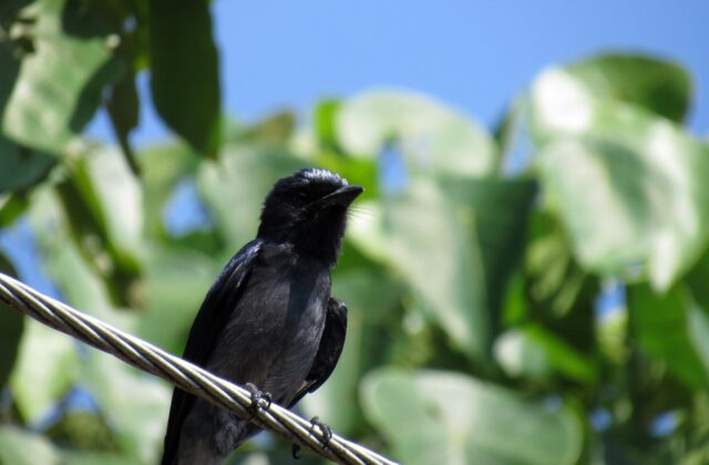 Sri Lanka Drongo