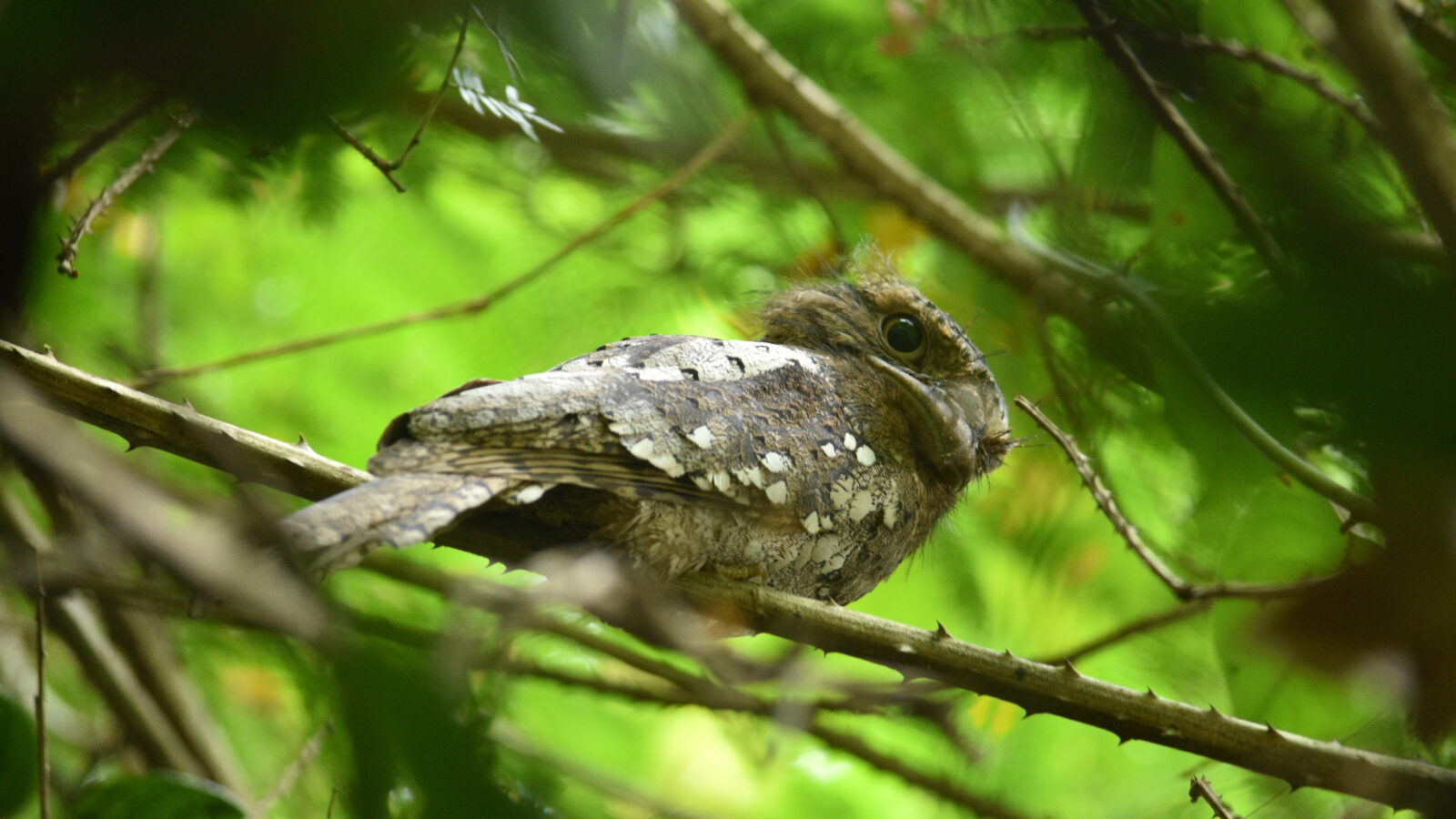 Sri Lanka Frogmouth