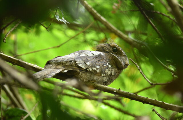 Sri Lanka Frogmouth