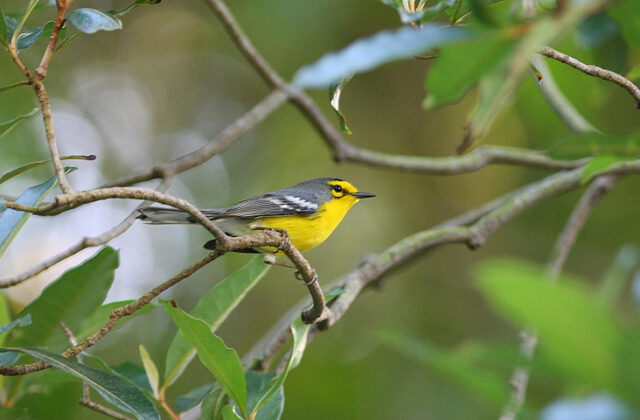 St. Lucia Warbler