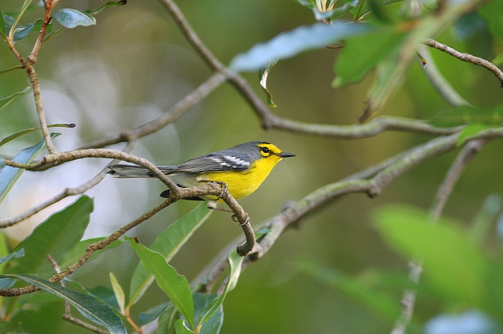 St. Lucia Warbler