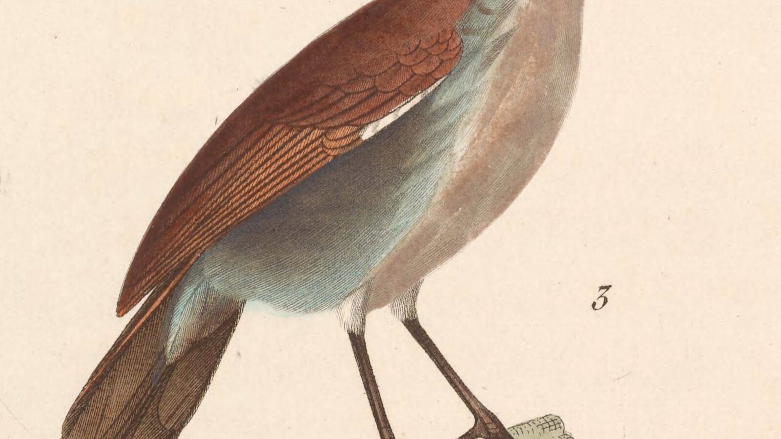 White-breasted Babbler