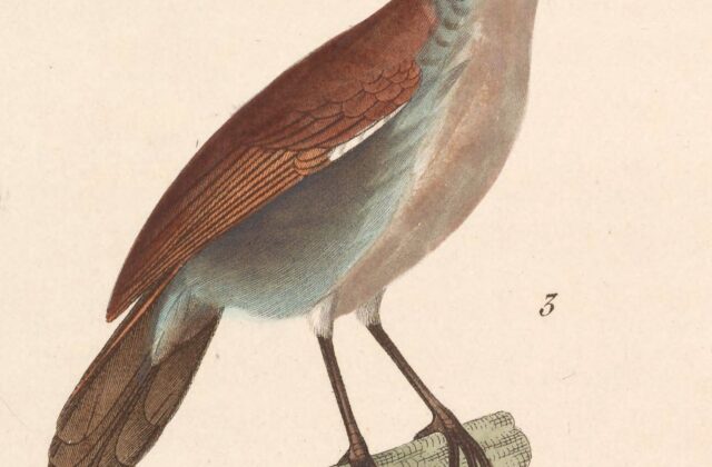 White-breasted Babbler