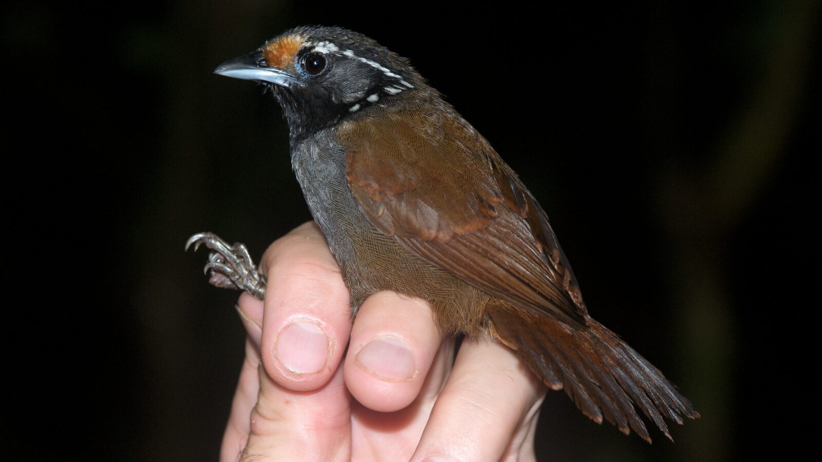 White-necked Babbler