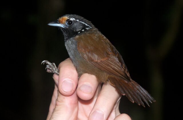 White-necked Babbler