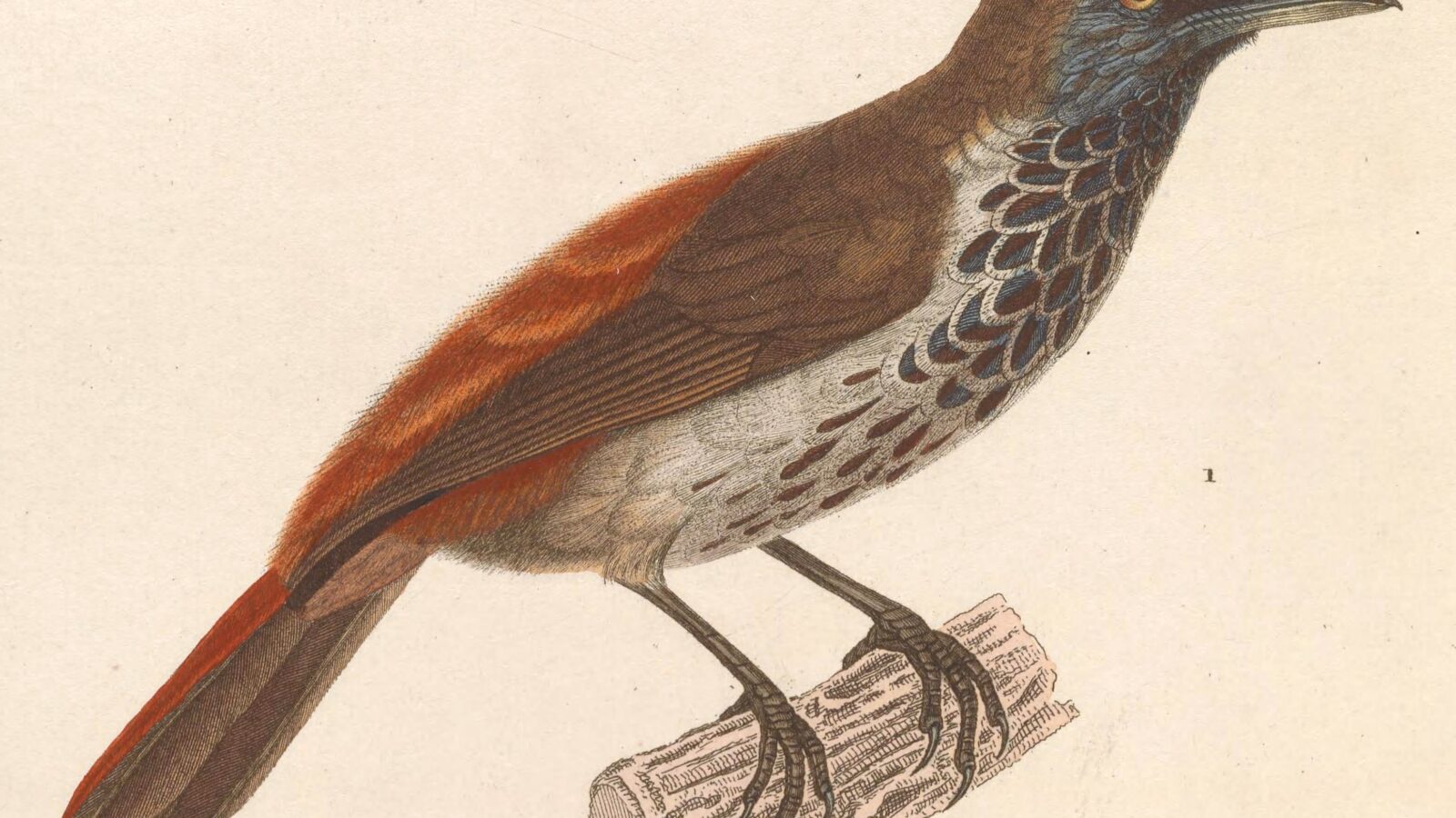 Chestnut-rumped Babbler