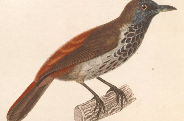 Chestnut-rumped Babbler