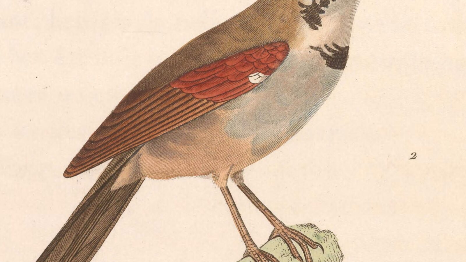 Crescent-chested Babbler