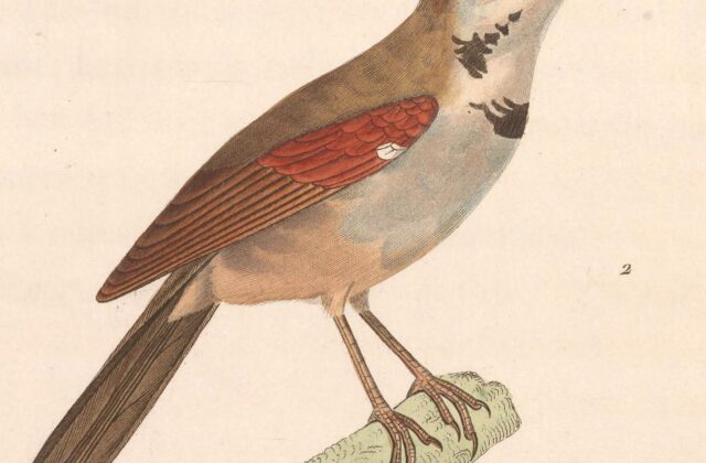 Crescent-chested Babbler