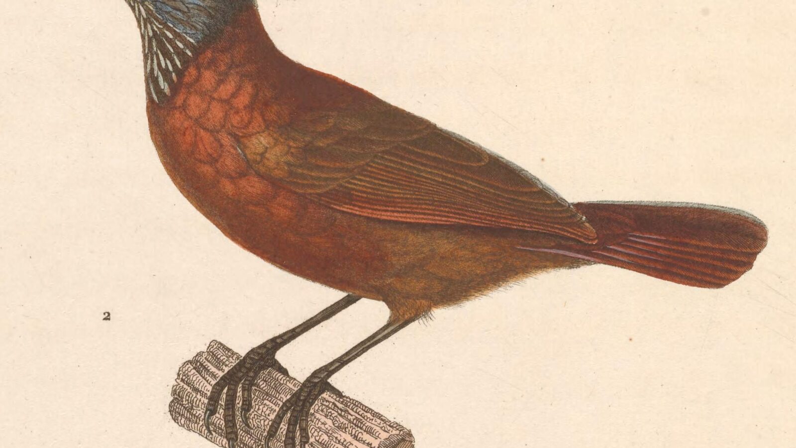 Grey-headed Babbler