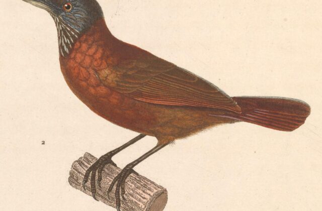 Grey-headed Babbler