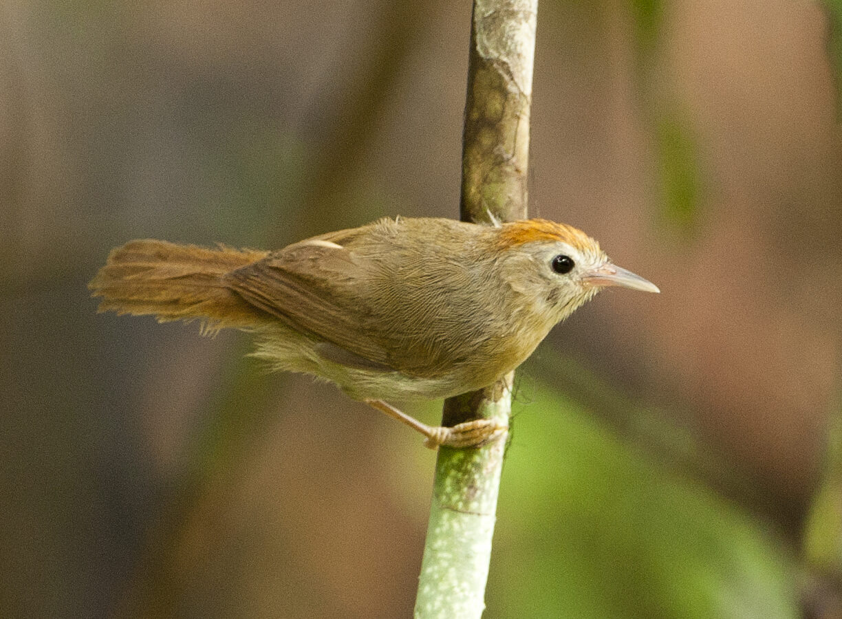 Rufous-fronted Babbler