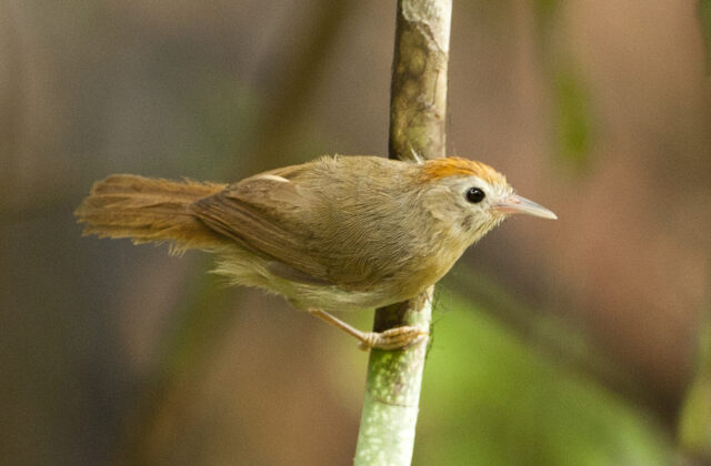 Rufous-fronted Babbler
