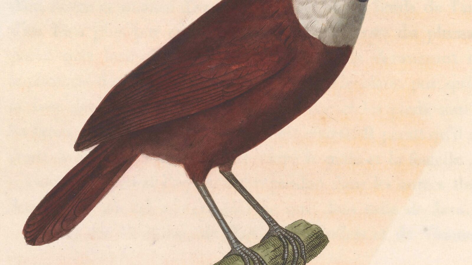 White-bibbed Babbler