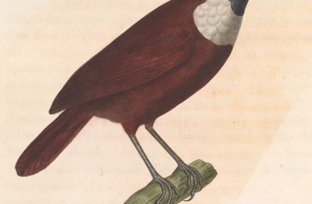White-bibbed Babbler