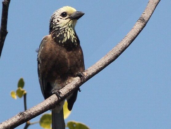 Anchieta’s Barbet