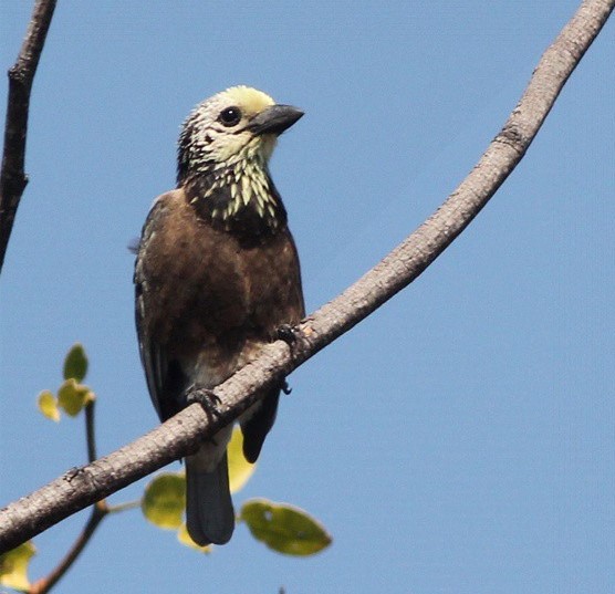 Anchieta’s Barbet
