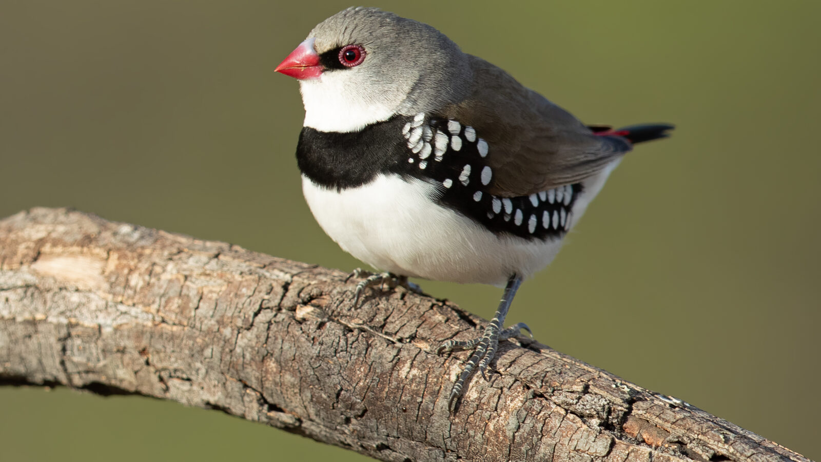 Diamond Firetail