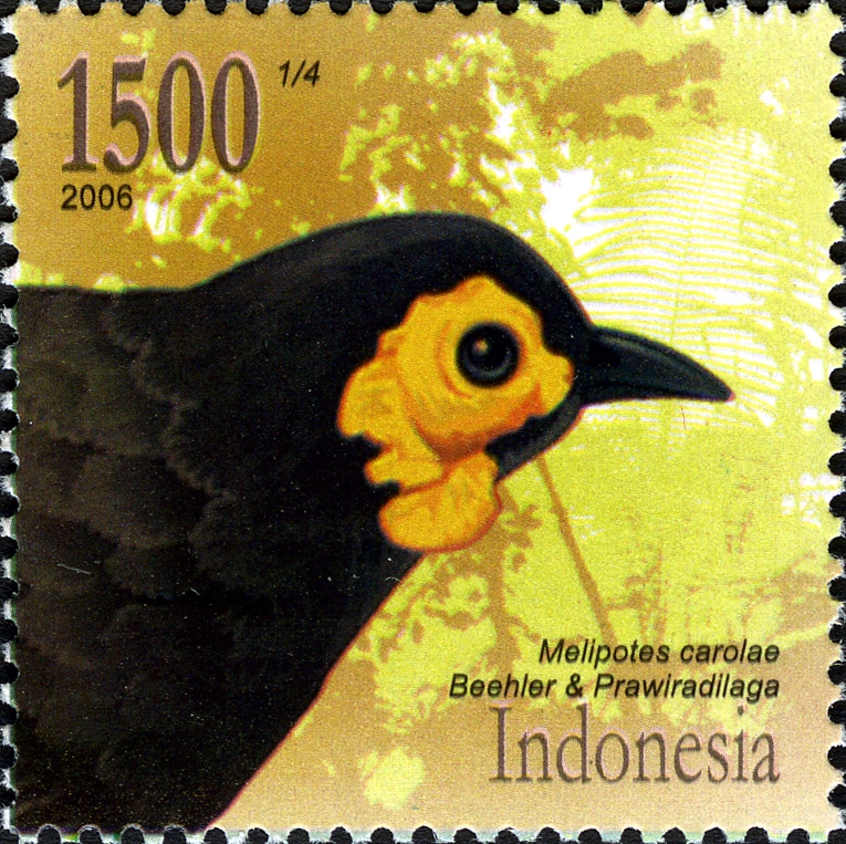 Wattled Smoky Honeyeater