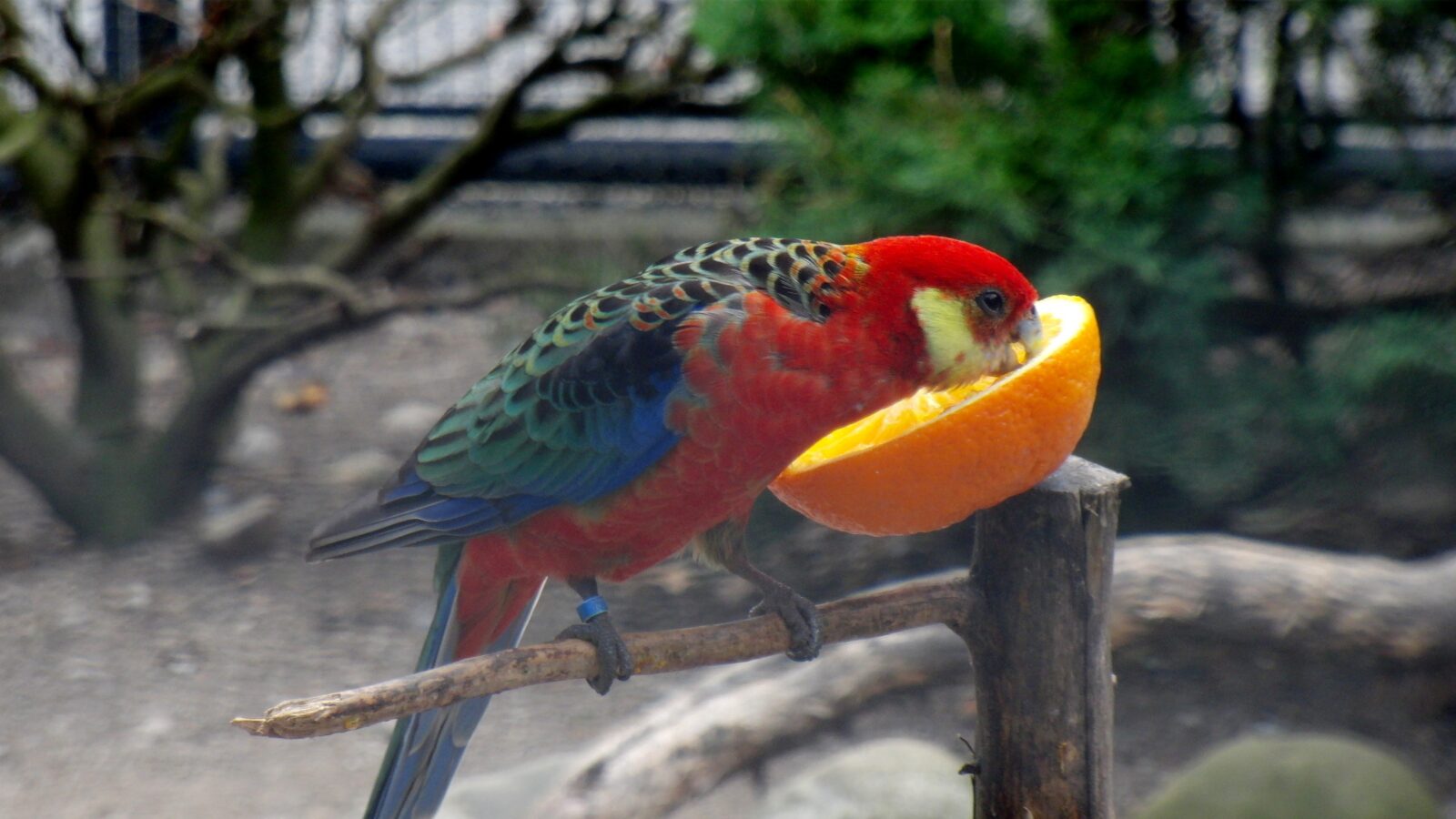 Western Rosella