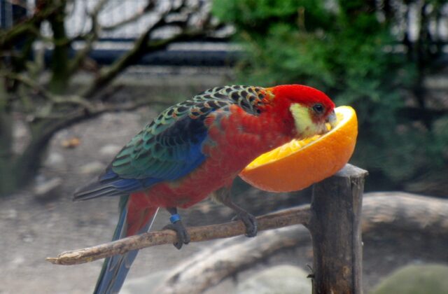 Western Rosella