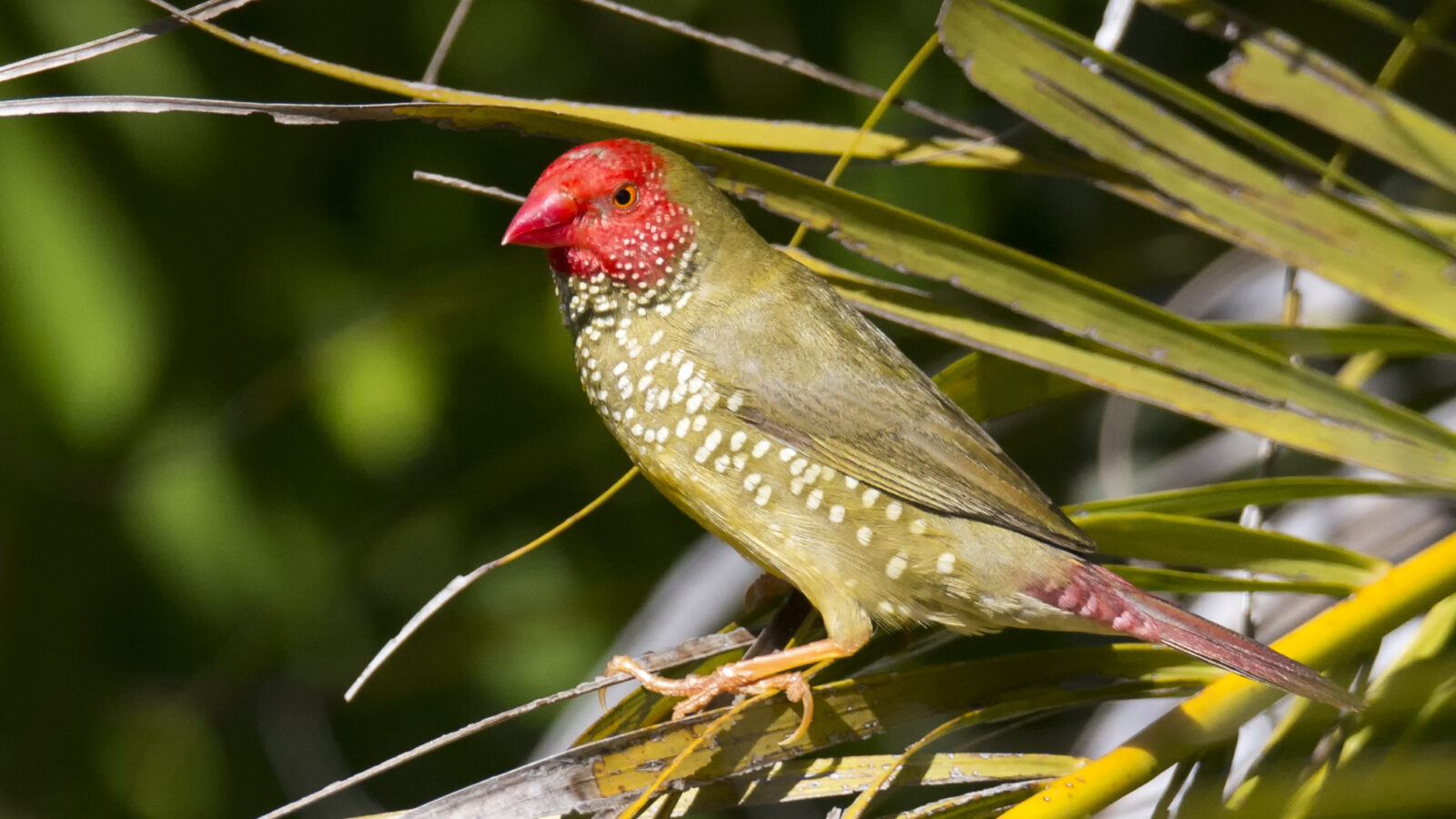Star Finch