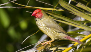 Star Finch
