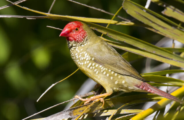 Star Finch