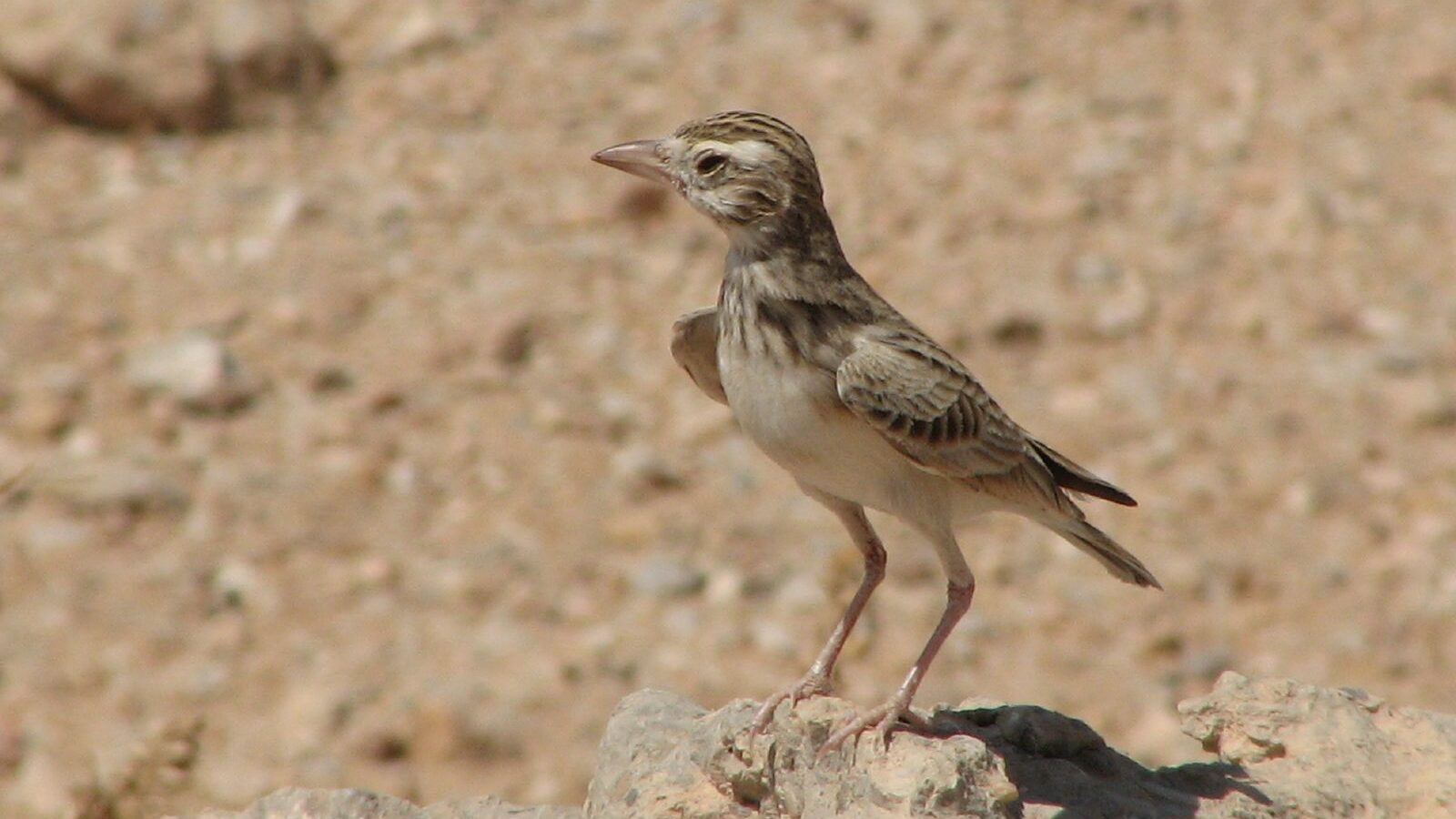 Stark’s Lark