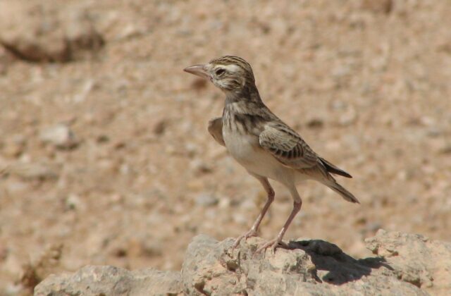 Stark’s Lark